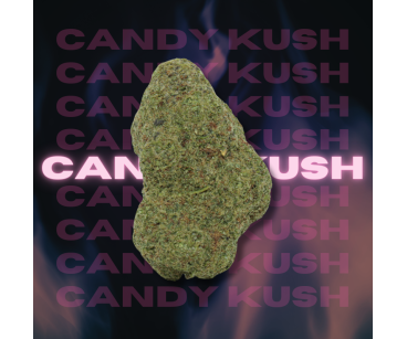 CANDY KUSH (Génétique US) - Hydro