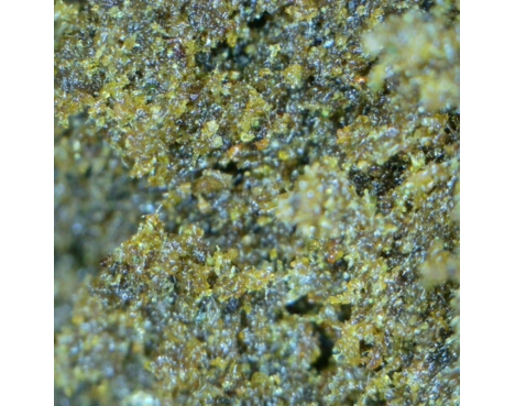 JELLY HASH CBN 50GR