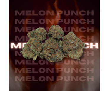 MELON PUNCH SMALL BUDS