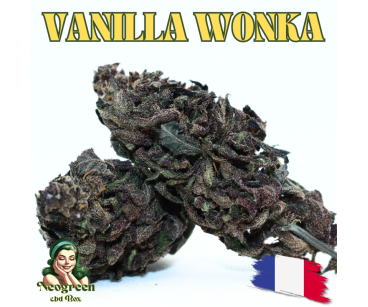 VANILLA WONKA [Série Limitée !] - DIVINE 💎