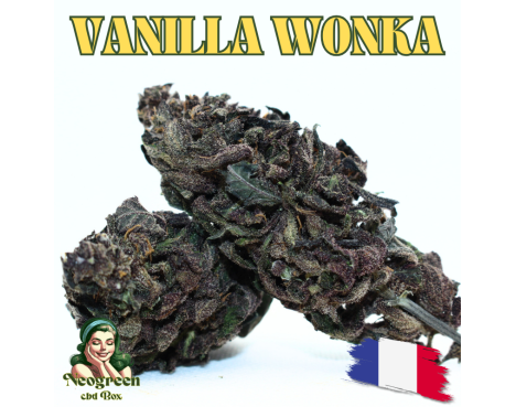 VANILLA WONKA [Série Limitée !] - DIVINE 💎