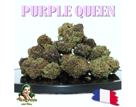 PURPLE QUEEN SMALL BUDS