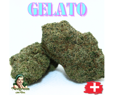 GELATO CALI STYLE HYDROPONIE SUISSE