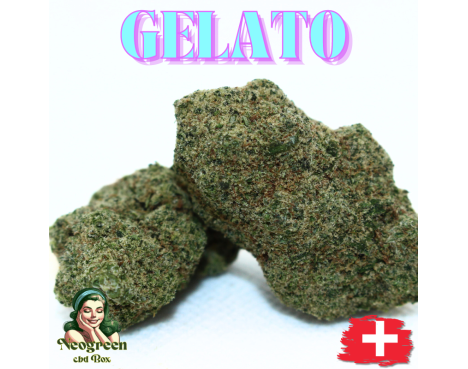 GELATO CALI STYLE HYDROPONIE SUISSE