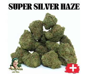 SUPER SILVER HAZE - MINI DIVINE 💎