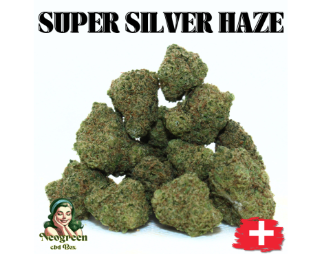 SUPER SILVER HAZE - MINI DIVINE 💎