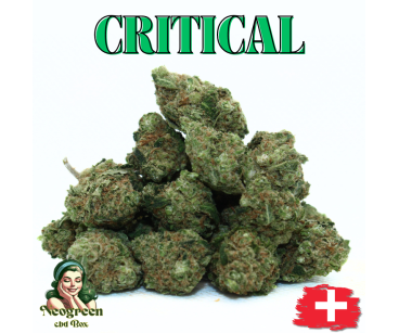 CRITICAL - GROSSES QUANTITES