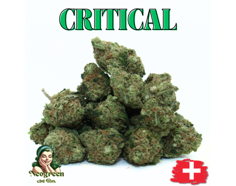 CRITICAL - GROSSES QUANTITES