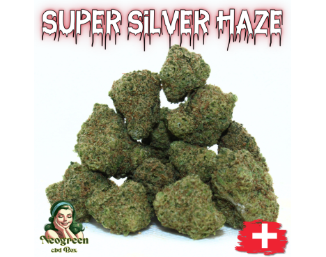 SUPER SILVER HAZE - MINI DIVINE 💎