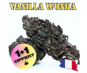 VANILLA WONKA [Série Limitée !] - DIVINE 💎