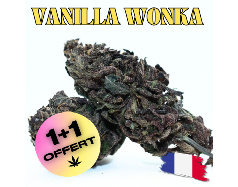 VANILLA WONKA [Série Limitée !] - DIVINE 💎