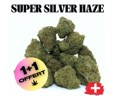 SUPER SILVER HAZE - MINI DIVINE 💎