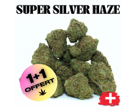 SUPER SILVER HAZE - MINI DIVINE 💎