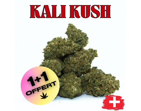 KALI KUSH - MINI DIVINE 💎