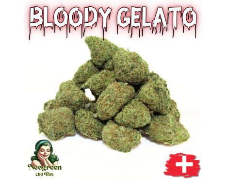 BLOODY GELATO - MINI DIVINE 💎