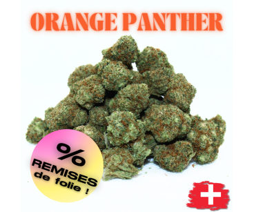 ORANGE PANTHER - MINI DIVINE 💎