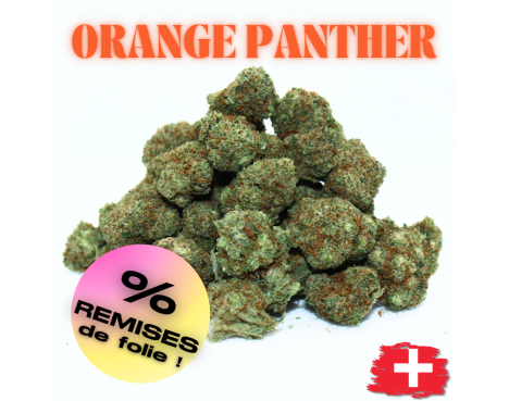 ORANGE PANTHER - MINI DIVINE 💎