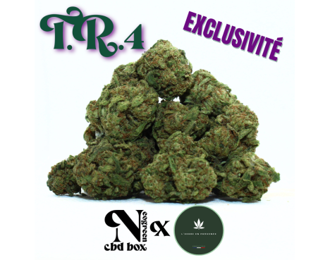 T.R.4 SMALL BUDS - EXCLUSIVITE [L'HERBE EN PROVENCE]