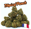 PACK POPCORN FRANCAIS - SMALL BUDS GLASSHOUSE ⭐