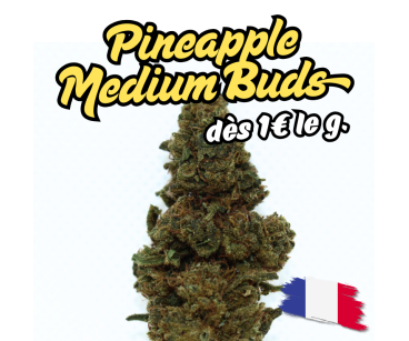 PINEAPPLE MEDIUM BUDS - ESSENTIELLE ⭐