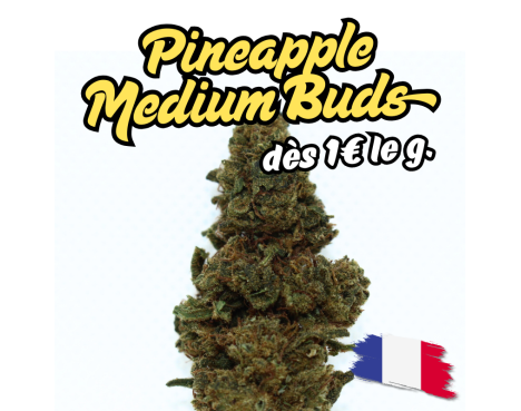 PINEAPPLE MEDIUM BUDS - ESSENTIELLE ⭐