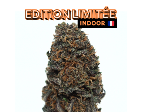 SAPPHIRE KUSH - [L'HERBE EN PROVENCE] DIVINE 💎