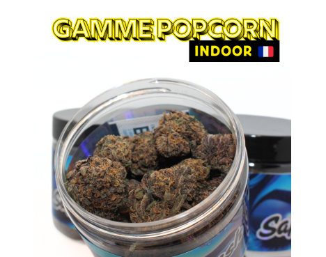 SAPPHIRE KUSH INDOOR - MINI DIVINE💎