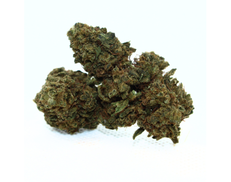 PINEAPPLE MEDIUM BUDS - ESSENTIELLE ⭐