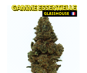 PINEAPPLE MEDIUM BUDS - ESSENTIELLE ⭐