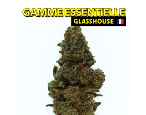 PINEAPPLE MEDIUM BUDS - ESSENTIELLE ⭐